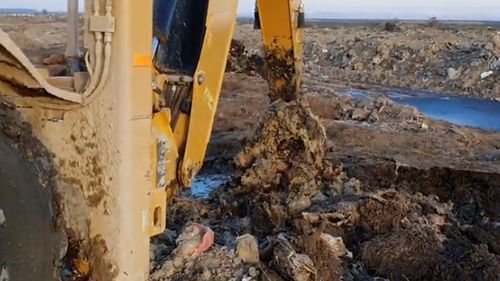 VIDEO Dezastru de mediu în Tulcea: oile înecate după eșuarea navei Queen Hind au fost îngropate ilegal lângă un sat