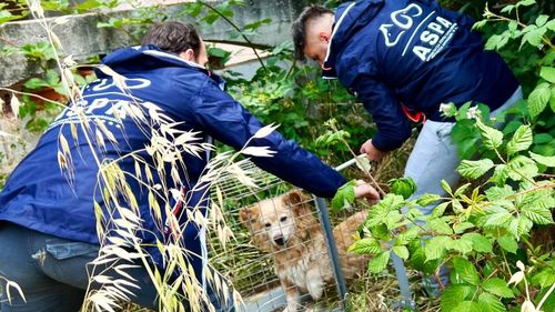 Aproape jumătate dintre câinii capturaţi în acest an provin din Sectoarele 5 şi 6, anunță ASPA București/ Câți câini au fost prinși în total