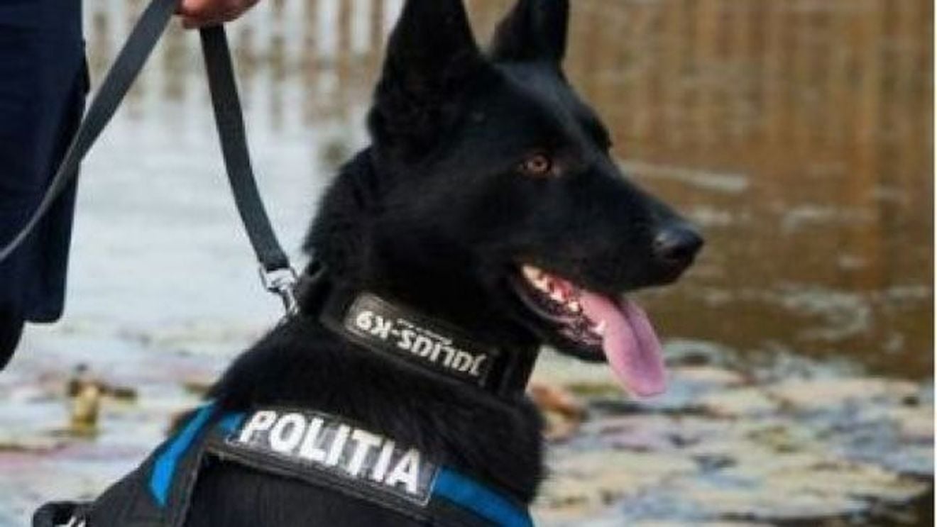 Cel mai bun câine de urmă al Poliției Române a ajutat la prinderea suspectului în cazul dublei crime de la Satu Mare