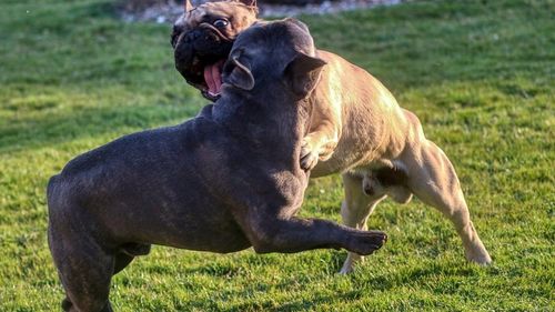 Polițiștii pot decide ca animalele bătute, implicate în lupte sau lăsate în ger să fie luate de la proprietari și plasate în adăpost pentru 45 de zile/Și animalele lăsate fără supraveghere pe drumurile publice pot fi duse în adăpost