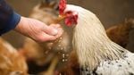 Primul deces uman cauzat de virusul gripei aviare H5N5 a fost înregistrat în SUA