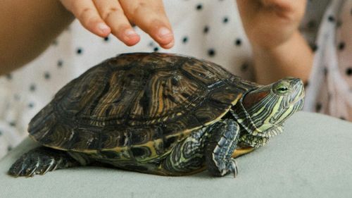 Câini și țestoase în sălile de grădiniță: Noua lege din Estonia stârnește controverse