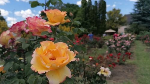 Grădina de trandafiri ascunsă a Clujului. Cum arată stațiunea de cercetări horticole, deschisă o zi pentru clujeni