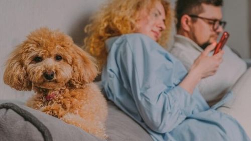 Semnele geloziei la animalele de companie. Cum se transformă câinii și pisicile când simt că și-au pierdut locul special în familie