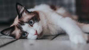 Pisicile ne-au păcălit ani la rând. Descoperirea făcută de cercetători ar putea schimba tot ce știam până acum despre feline