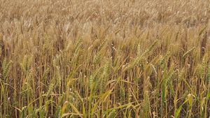 Raport: Uniunea Europeană va deveni cel mai mare producător de grâu din lume până în 2032 / China va reduce suprafaţa cultivată, în urma declinului populaţiei