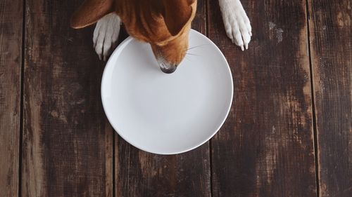 Criza economică lovește și animalele de companie: Ce urmează pentru piața de hrană în 2025