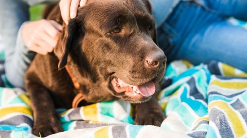 Cum recunoști o alergie alimentară la pisici si câini și ce soluții dietetice există: Sfaturile medicului veterinar