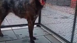 Un animal hibrid între un câine și o vulpe a fost găsit în sălbăticia braziliană