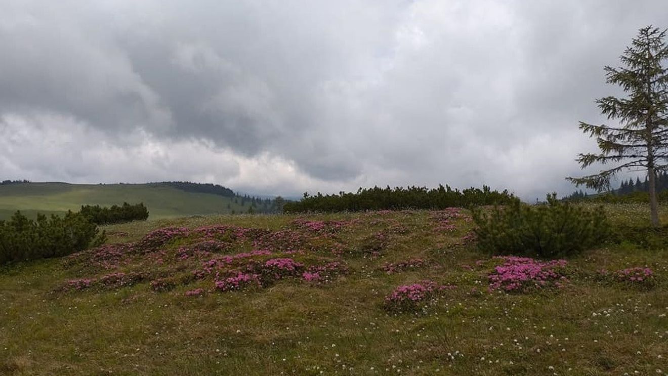 FOTO Bujorul de munte a început să înflorească în Munții Rodnei