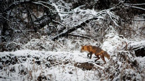 WWF avertizează că măsurile pompieristice luate de Guvern pentru combaterea pestei vor duce la exterminarea aproape totală a mai multor specii de animale sălbatice