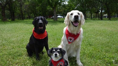 Animalul care iubește omul mai mult decât pe sine însuși / Câini care ajută oameni și poveștile lor