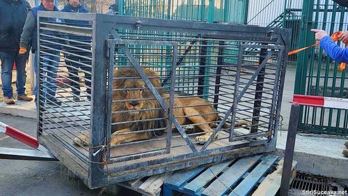 Leul Simba, mascota oraşului Zaporojie, a fost salvat şi adus în România / Leul va fi găzduit la grădina zoologică din Rădăuți, urmând apoi să fie transportat în Africa de Sud