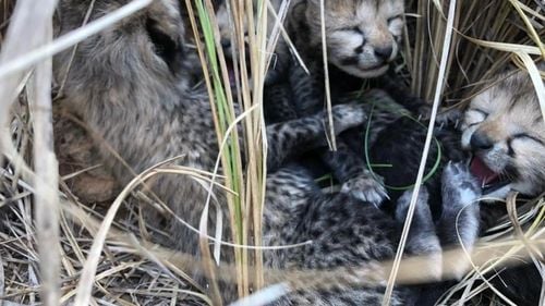 Patru pui de ghepard s-au născut în India, la şapte decenii după dispariţia speciei în această ţară