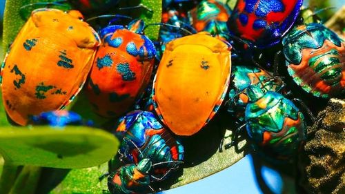 “Regele Înțepăturilor”: Cine a fost Justin Orvel Schmidt, omul care s-a lăsat pișcat de 1000 de ori, de peste 150 de specii de insecte, în numele științei/ Cum arată ”scara durerii” și modul expresiv în care omul de știință descria înțepăturile