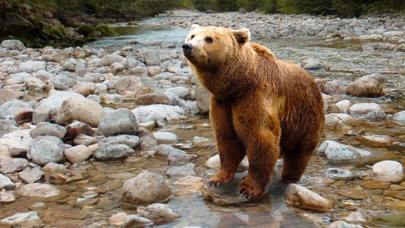 Un bărbat a fost rănit grav de un urs, în oraşul Comarnic