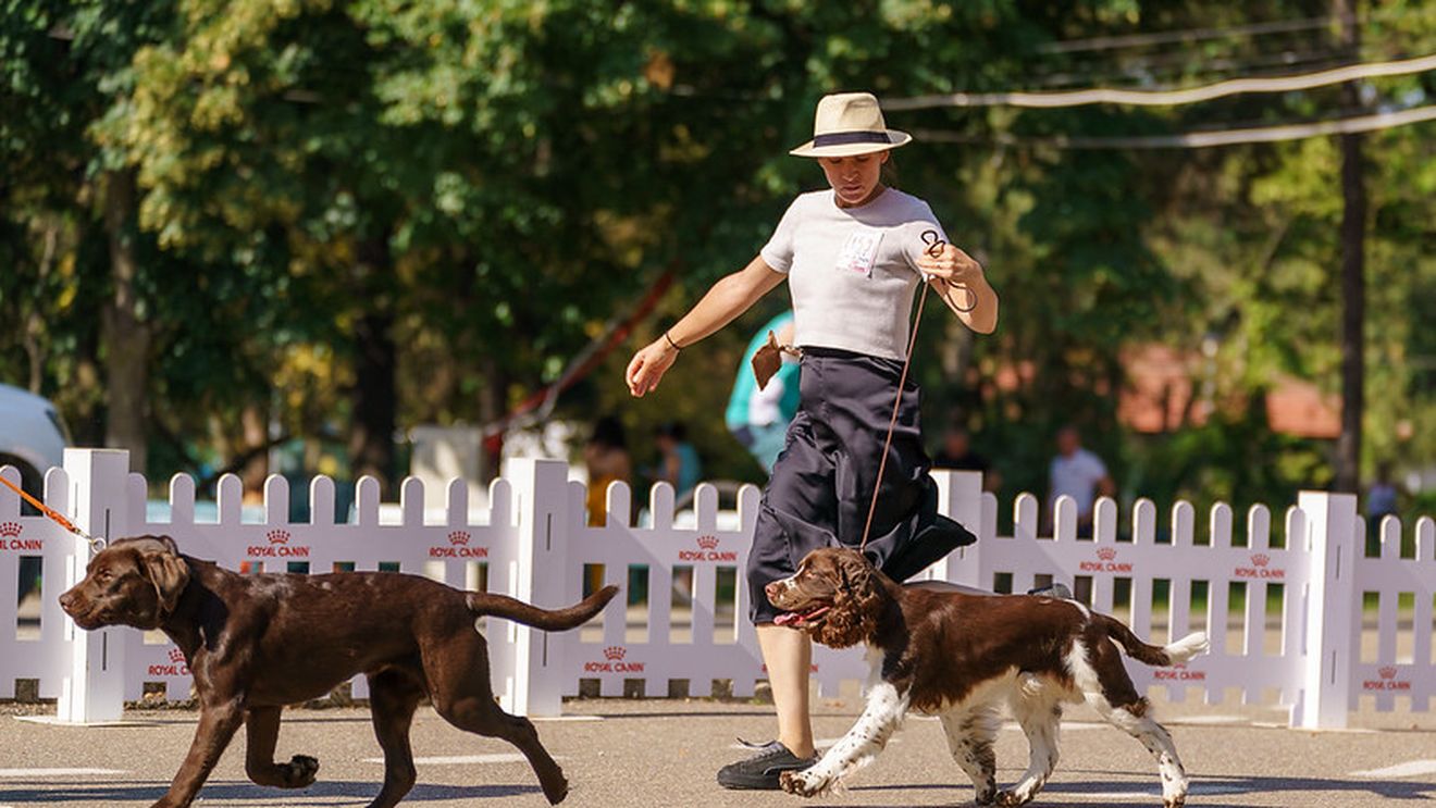 300 de câini din rase pure, aşteptaţi în trei concursuri la Muntenia Dog Show, organizat la Buzău