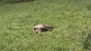 VIDEO Un urs a fost gonit două ore prin centrul Sibiului / A fost capturat în curtea Colegiului Pedagogic