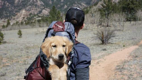 Cât de mult afectează câinii cu stăpân mediul înconjurător: O nouă cercetare răstoarnă vechile concepții (VIDEO)