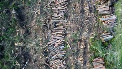 Noul Cod Silvic. De acum avem acces liber inclusiv în pădurile private. Lista celor mai importante prevederi