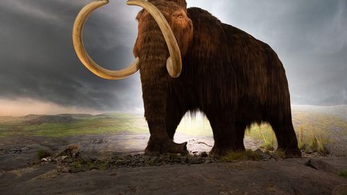 Cel mai vechi ARN secvențiat dezvăluie detalii despre ultimele clipe ale unui mamut, acum 40.000 de ani