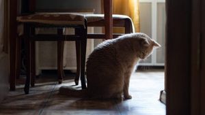 Cum să-ți ajuți animalele de companie să se recupereze după un dezastru