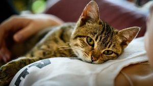 Librării din România care găzduiesc pisici. Micile feline au devenit atracții pentru vizitatori