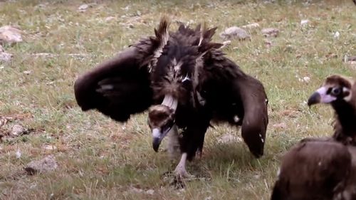 Vulturi negri din Spania, aduși în Munţii Rodopi Orientali pentru a restabili populaţia reproducătoare de Aegypius monachus