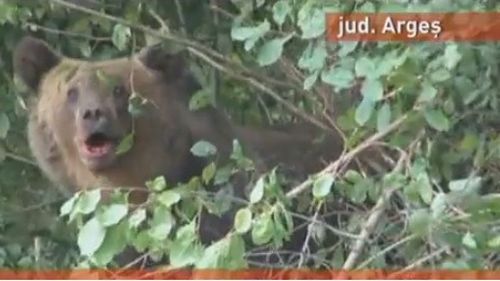Mai mulți turiști care hrăneau urși într-o comună din Argeș au fost amendați de jandarmi