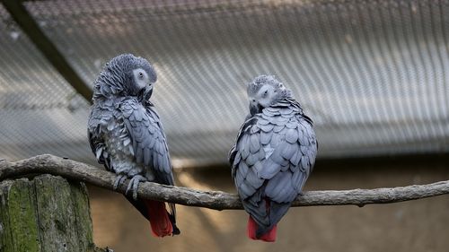 O grădină zoologică britanică are un nou plan pentru a-și educa papagalii obișnuiți să înjure/ Cele cinci păsări au fost separate de stol în urmă cu patru ani pentru că înjurau vizitatorii