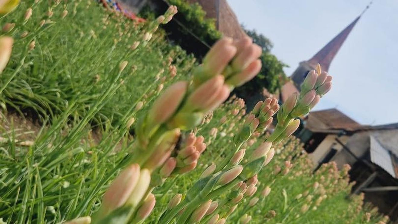 Gala Hoghilag - Tărâmul Tuberozelor, pe 9 şi 10 august, în judeţul Sibiu / Iubitorii de natură se pot bucura de o "vânătoare de trufe" în pădurile din apropiere