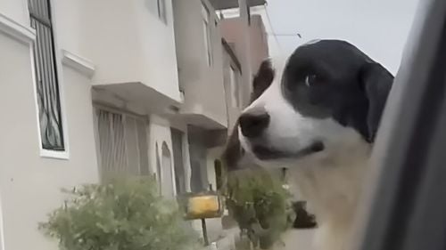 Câine erou din Peru salvează o familie: Mușcă o dinamită și previne o tragedie (VIDEO)