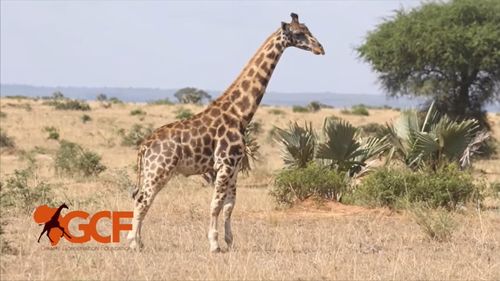 VIDEO Două girafe pitice, descoperite în zone diferite ale Africii/ Girafele au gâtul lung, dar picioare sunt scurte şi butucănoase