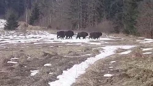 VIDEO O turmă de zimbri, filmată în libertate. Acum 64 de ani mai erau doar 2 zimbri în țară