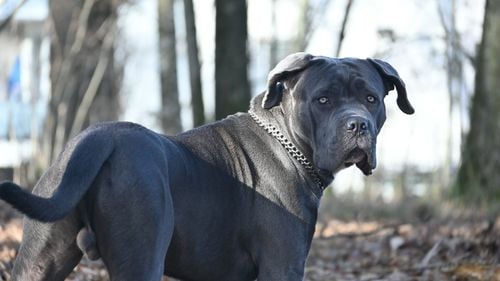 Amenzi de 6 ori mai mari pentru câinii cu potențial agresiv fără botniță și lesă în spații publice (proiect de lege)/ Care sunt rasele considerate periculoase