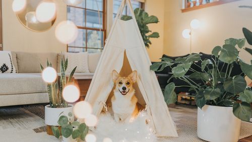 Curtea de Apel Timișoara: Câini și pisici la bloc, numai cu acordul vecinilor/ O femeie a cerut anularea unei hotărâri de Consiliu Local, dar a pierdut/ Cum argumentează judecătorii decizia