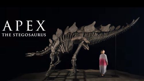 Cea mai mare şi mai intactă fosilă de stegozaur găsită vreodată s-a vândut la licitaţie pentru 44,6 milioane de dolari