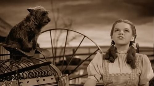 FOTO Pantofii purtaţi de Judy Garland în „Vrăjitorul din Oz”, vânduţi la licitaţie pentru 28 de milioane de dolari