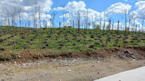 Cristian Popescu Piedone scoate din nou la licitație un acord-cadru de 1 miliard de lei pentru întreținerea spațiilor verzi din Sectorul 5