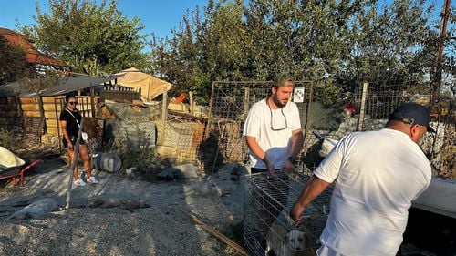 Apel disperat după un incendiu în Ilfov: Zeci de câini și pisici au nevoie de ajutorul ONG-urilor și iubitorilor de animale