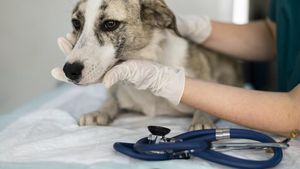SUA fac un pas istoric după opt decenii de teste pe animale: inteligența artificială ia locul câinilor și șoarecilor în descoperirea de noi medicamente
