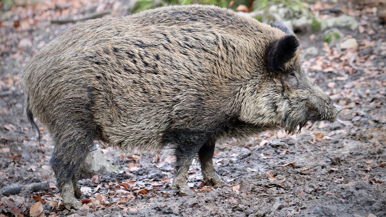 Justiţia franceză se opune eutanasierii mistreţului Toto / A fost găsit de o familie din Franța după o partidă de vânătoare în timpul căruia a fost rănit / Acum se află într-un adăpost de animale