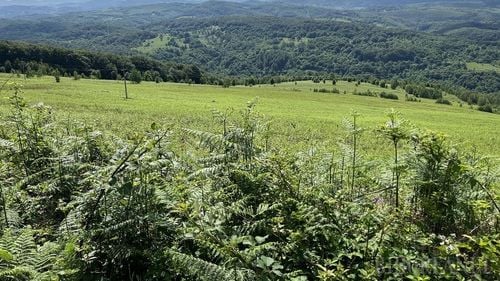 Consiliul Județean Bihor plătește peste un milion de euro  pentru tăierea ferigilor din ariile naturale din județ / ”E una dintre cele mai problematice specii invazive din pajiștile permanente ale României”