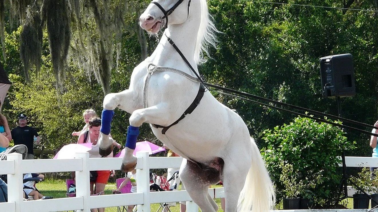 Spectacol ecvestru inedit, sâmbătă, la Herghelia Sâmbăta de Jos (Brașov) / Demonstrații de dresaj și maraton cu trăsura / Herghelia datează din anul 1874