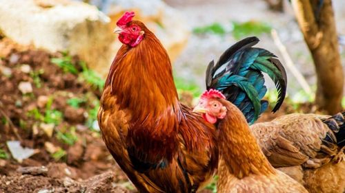 Carnea de pui din România: o singură probă neconformă (cu reziduuri de antibiotice) din peste 2.500 de probe analizate, în cadrul Programului european de control / Nicio probă cu hormoni