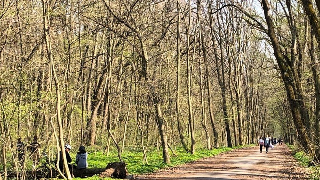 Asociaţia Parcul Văcăreşti: Pădurea Băneasa trebuie să devină arie naturală protejată, indiferent de cine o administrează