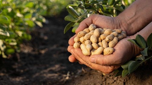 Mars investește 5 milioane de dolari în cercetarea agricolă inovatoare pentru a proteja și perfecționa arahidele