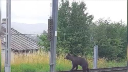 Băile Tuşnad: O ursoaică cu pui a intrat în bucătăria unei case, unde a găsit miere. Proprietara s-a baricadat în cameră