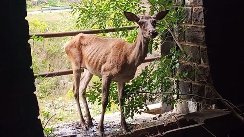 Căprioară atacată de câini a fost salvată de jandarmii hunedoreni / Animalul a fost eliberat în mediul său natural