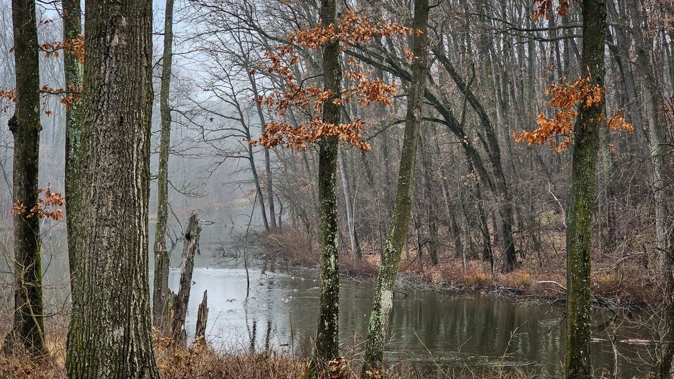 Pădure-parc de peste 20 de hectare, amenajată în Călimăneşti, Vâlcea, cu fonduri europene